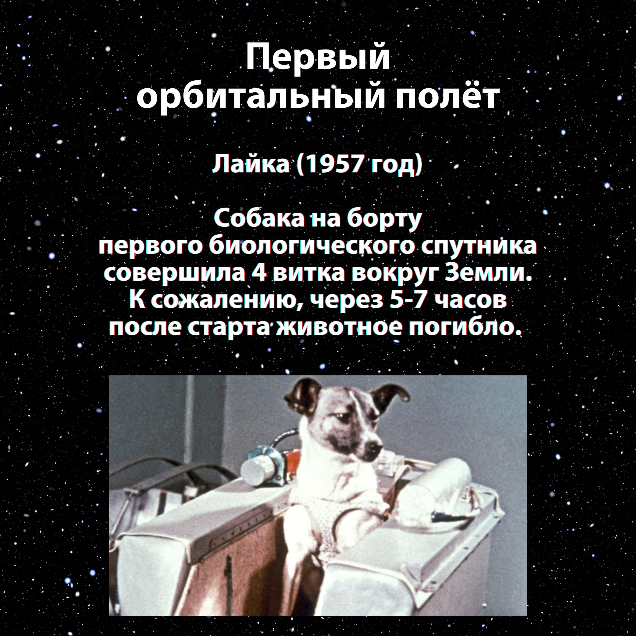 Собака совершившая первый орбитальный полет